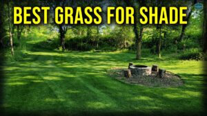 Best Shade Area Grass
