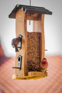 Bird Feeder