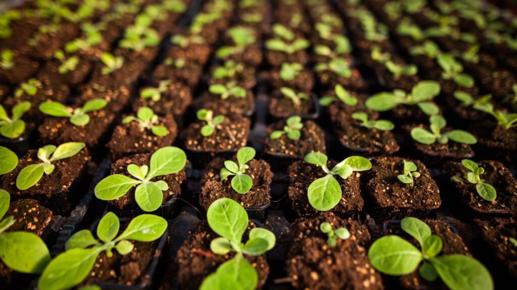 Growing Plants