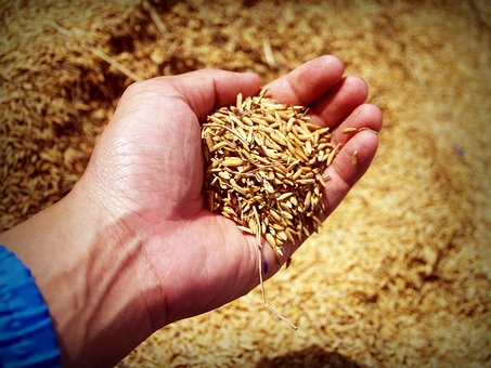 Hand Of Seeds