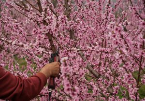 Prunning Trees