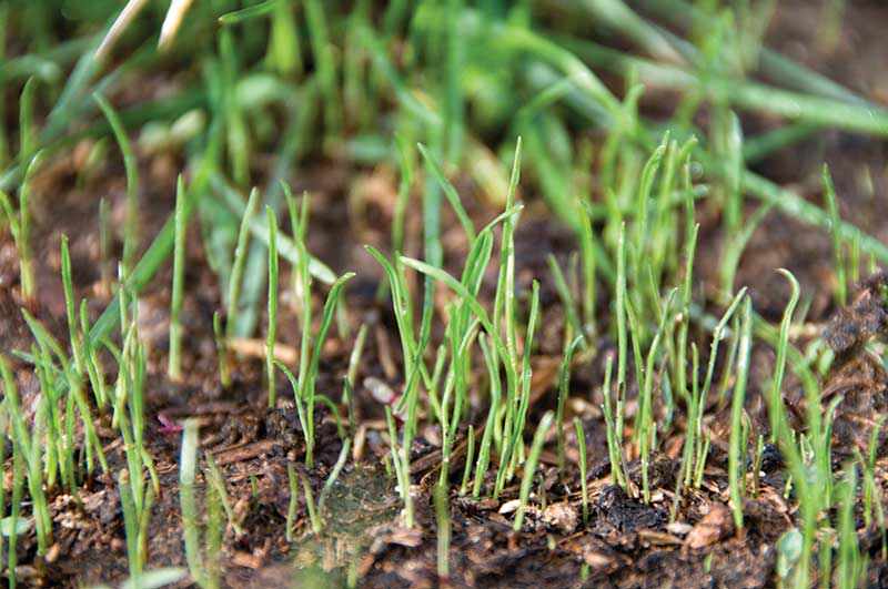 seed Germination