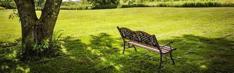 Shaded Lawn Area