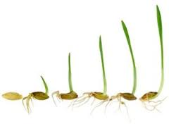 Sprouting Grass Seed