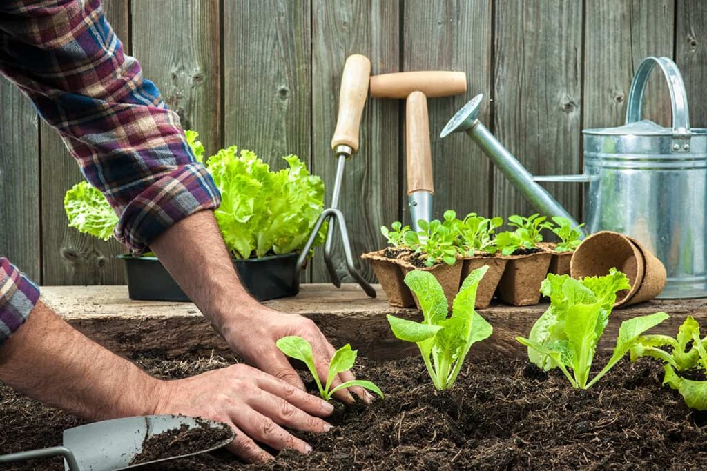 Transplanting Plants