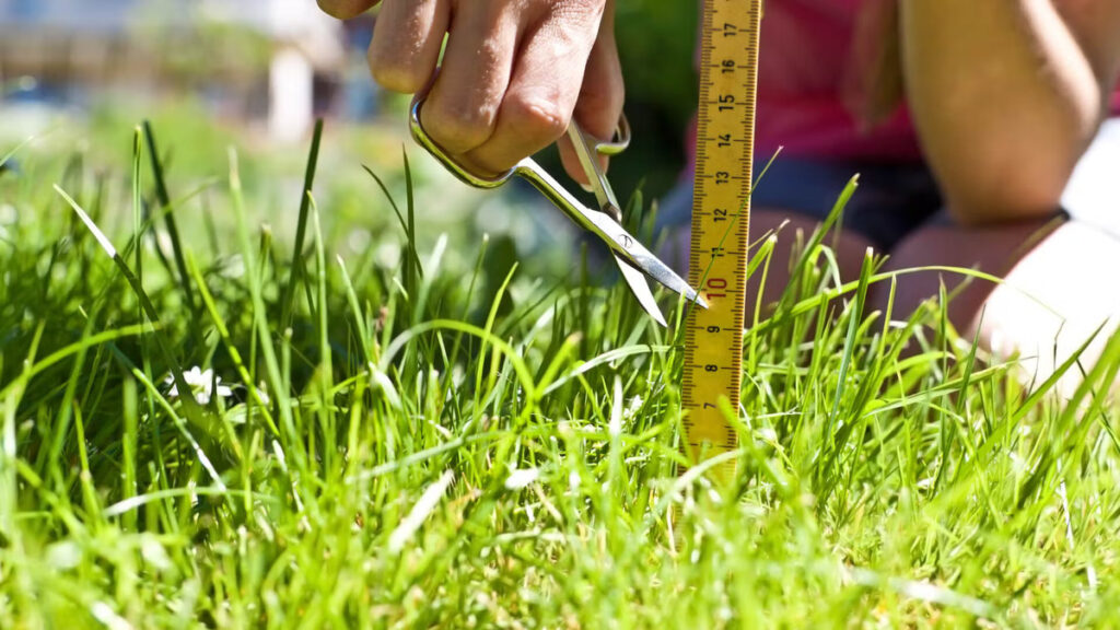 What Height To Cut Grass