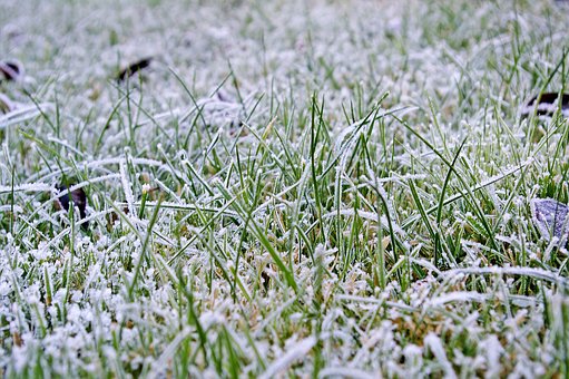 Winter Lawn